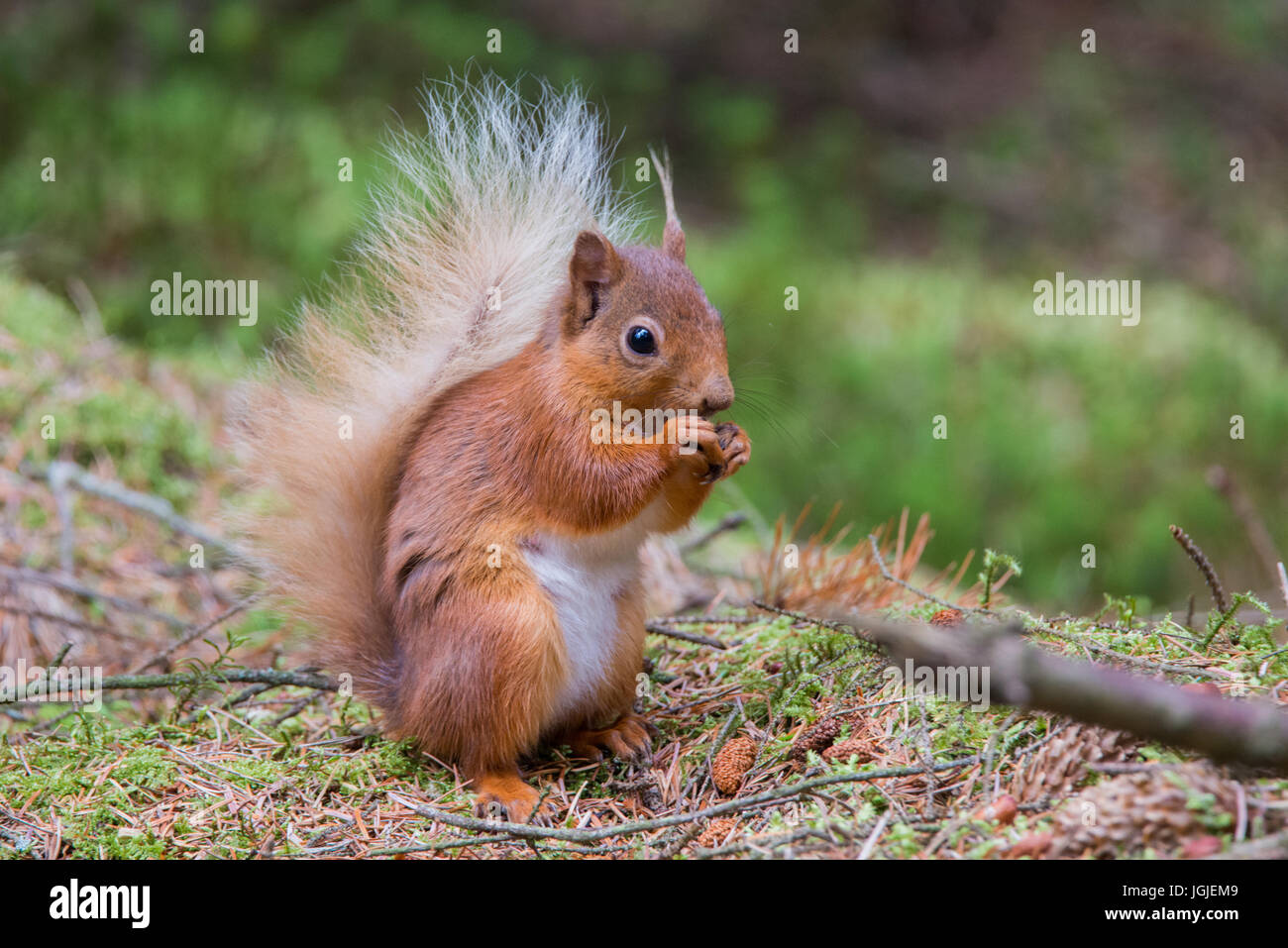 Red Squirrel (Sciurus vulgaris) Stock Photo