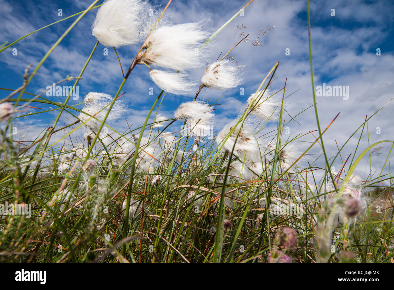 Cotton grass (Eriophorum angustifolium) a wet heath plant and clouds Stock Photo