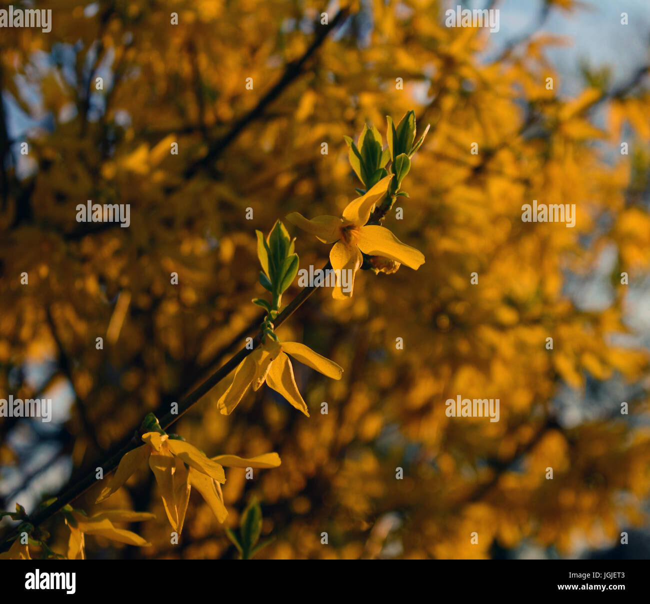 Spring flowers blooming in the park Stock Photo - Alamy