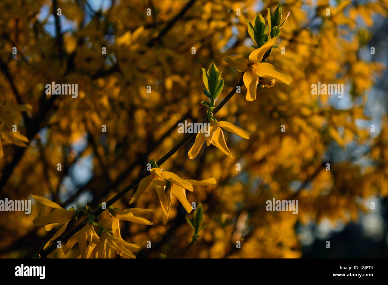 Spring flowers blooming in the park Stock Photo - Alamy