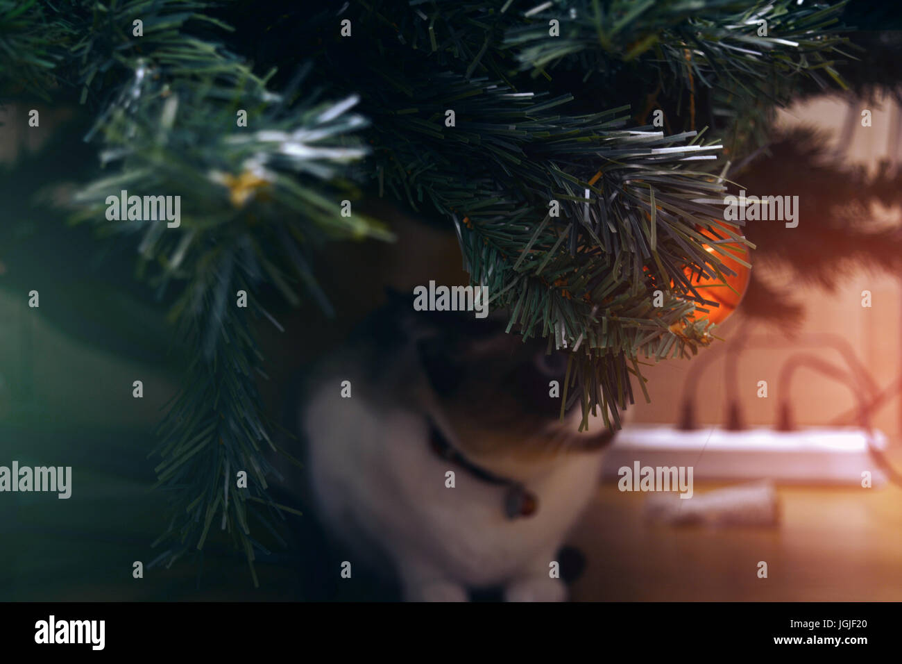 A snowshoe cat under the Christmas tree filled with ornaments Stock Photo Alamy