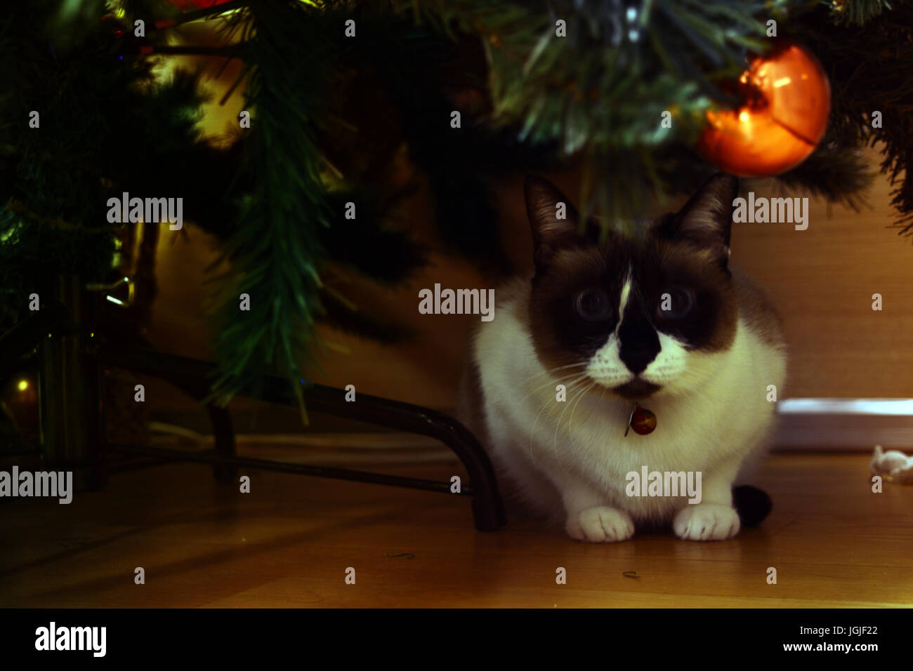 Snowshoe cat tree hires stock photography and images Alamy