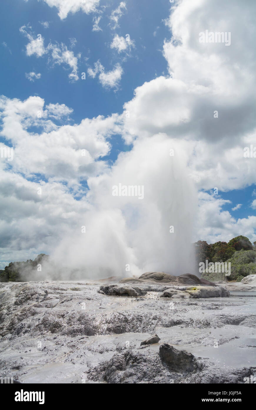 Pohutu Geyser Te Puia Te Whakarewarewa Thermal Valley New Zealand Stock Photo