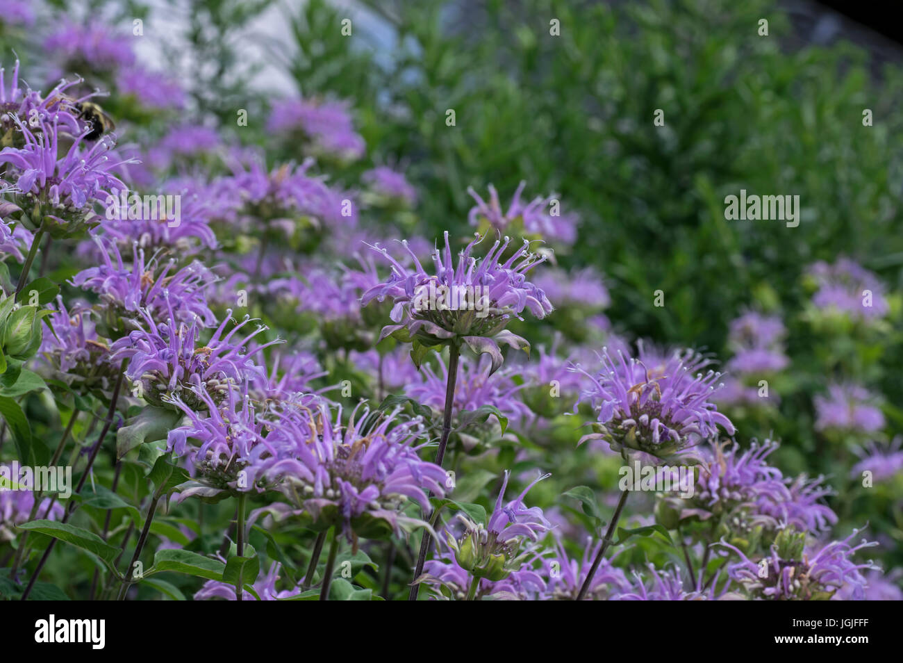 Plants in mint family hires stock photography and images Alamy