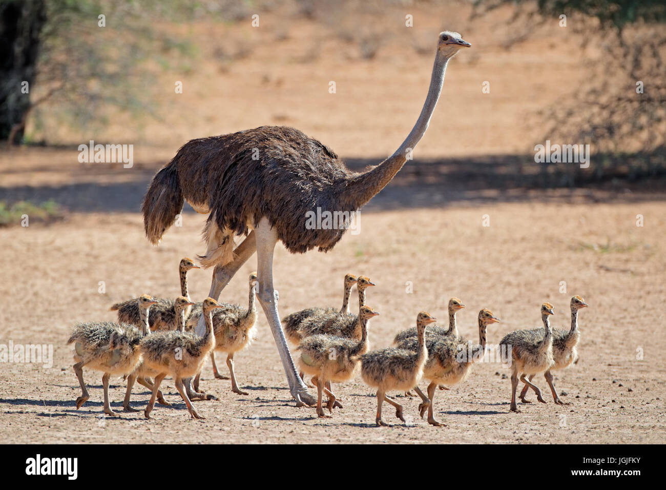 Female ostrich (Struthio camelus) with chicks, Kalahari desert, South Africa Stock Photo