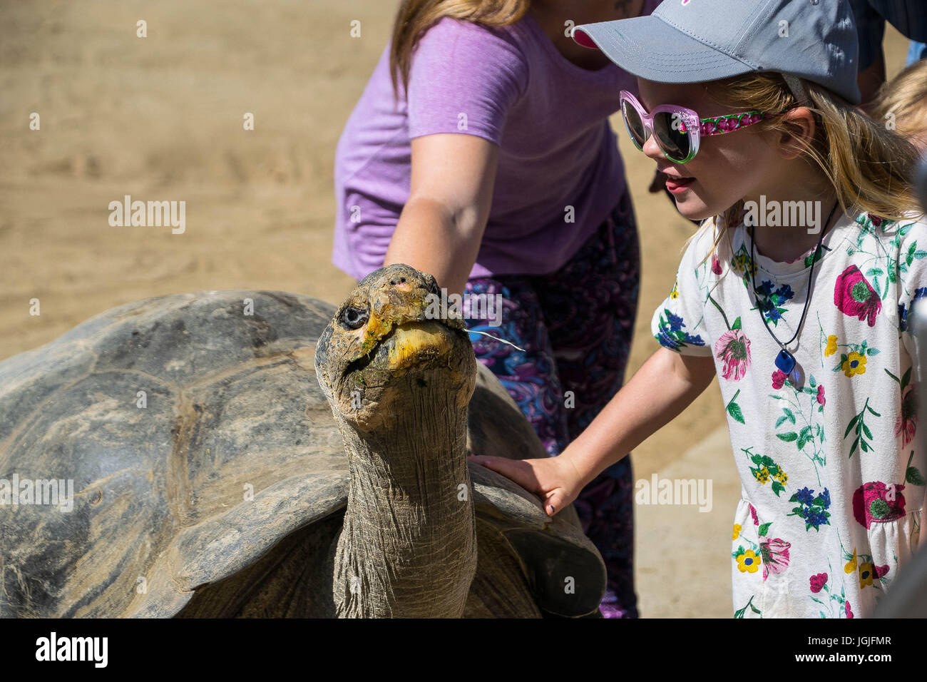 Tortoise Feeding Stock Photo