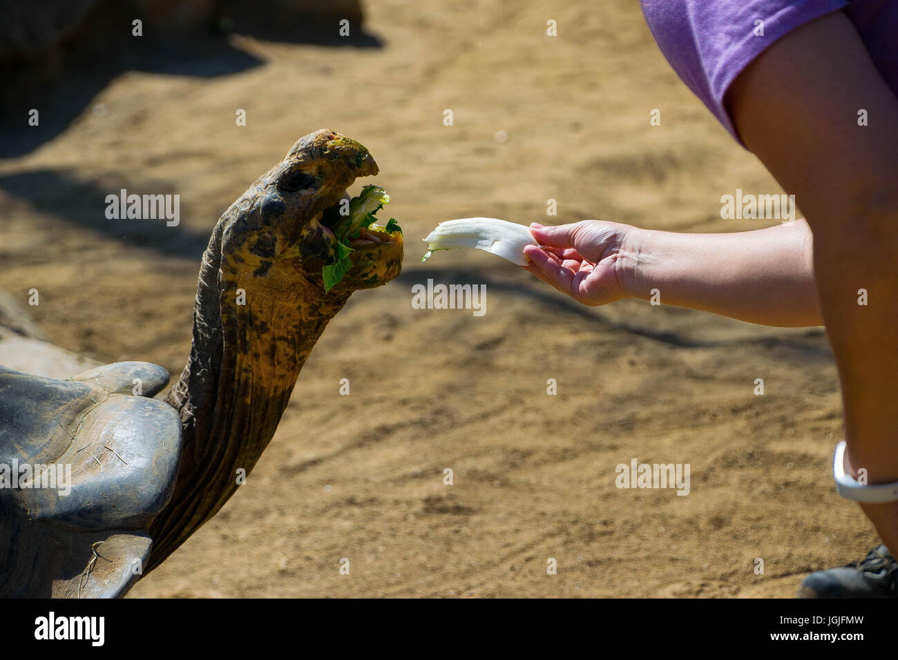 Tortoise Feeding Stock Photo