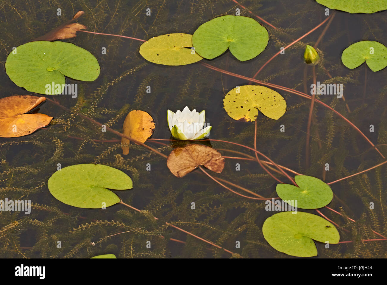 On the water surface of the pond grows a white Lily. Swimming around