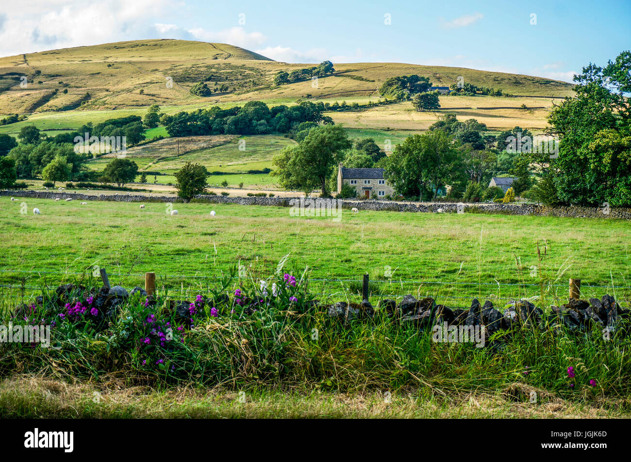 Sheep grazing in a field with a hillside backdrop, between Castleton and Hope in the Peak District, Derbyshire, England. Stock Photo