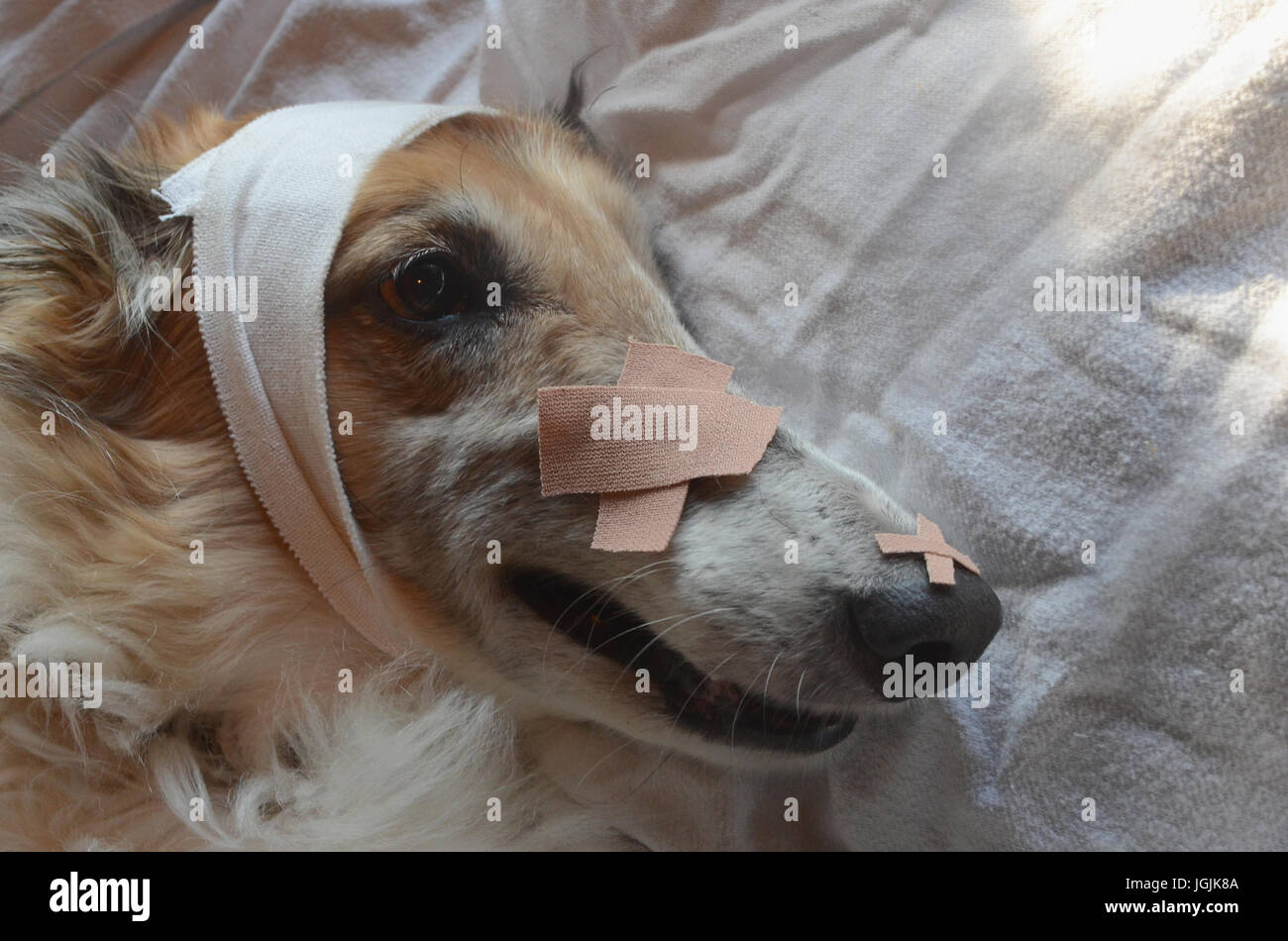 Dog nose bandage online