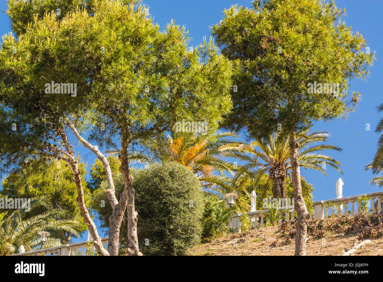 Palm and pine trees against a blue sky. Stock Photo