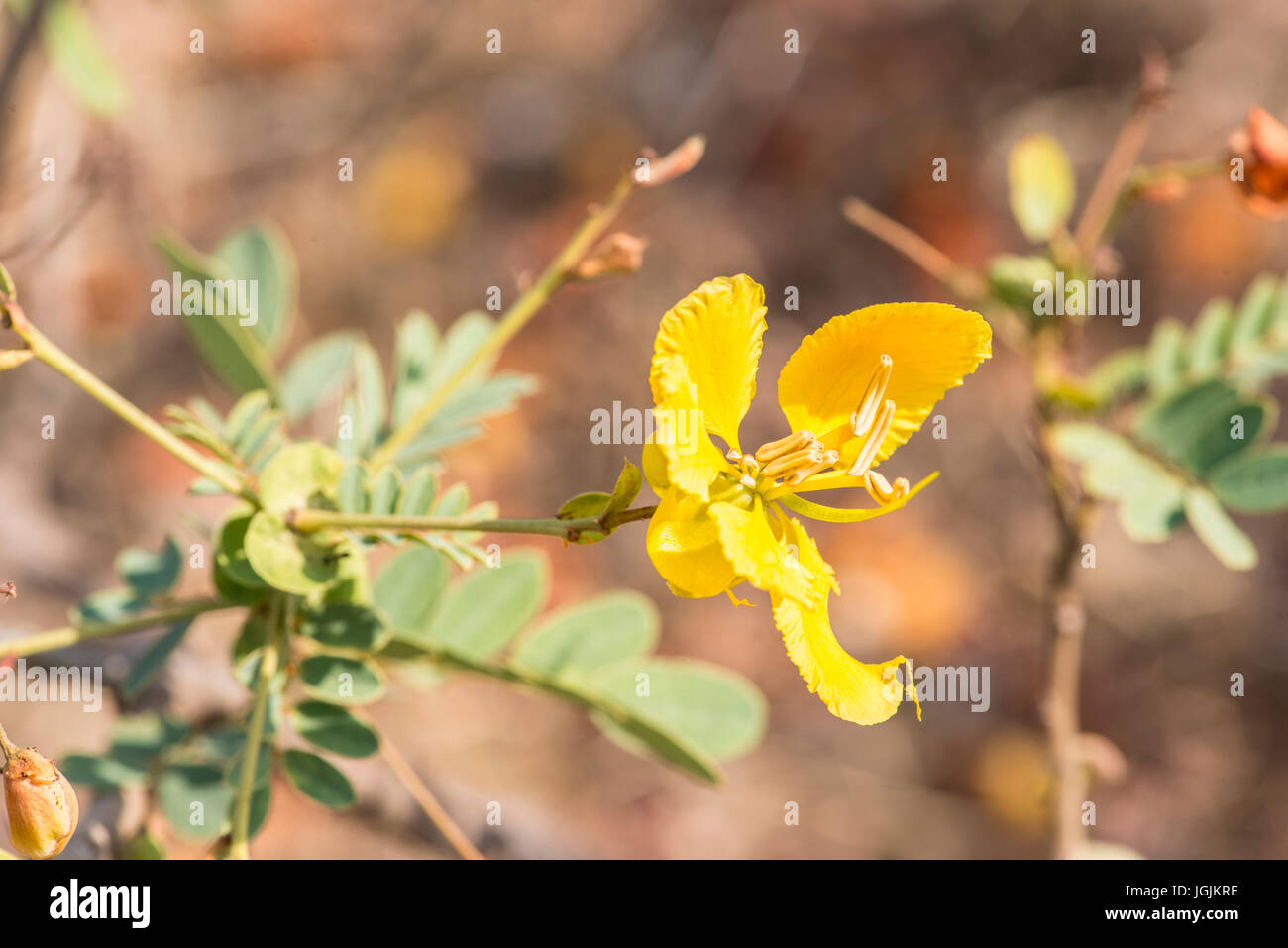 A bright yellow flower of the acacia tree brings cheer to the dry and arid Mayureshwar Wildlife Sanctuary in India Stock Photo