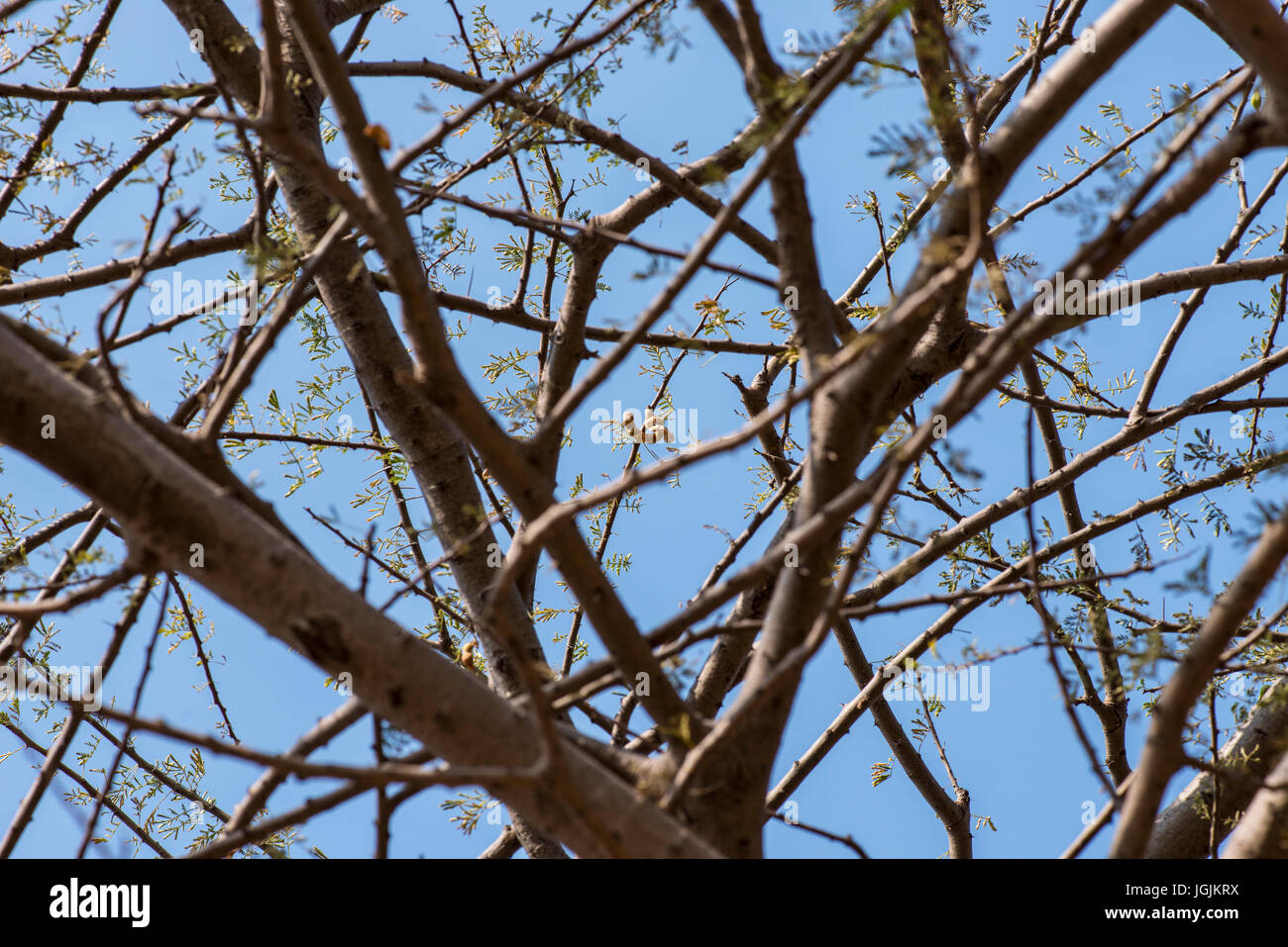 A typical thorny tree, probably an acacia catechu at the dry arid Mayureshwar Wildlife Sanctuary in India Stock Photo