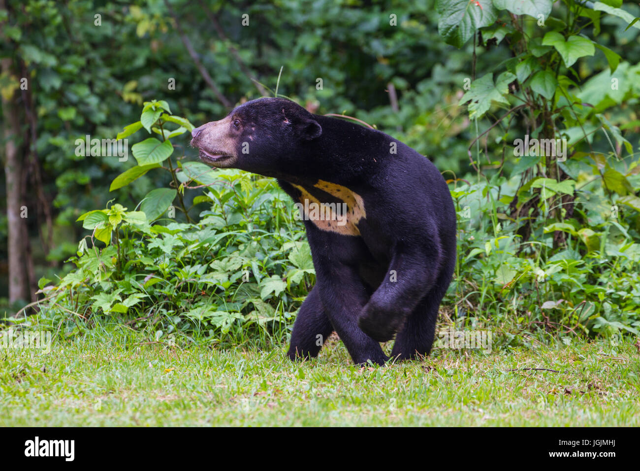 Honey bear hires stock photography and images Alamy