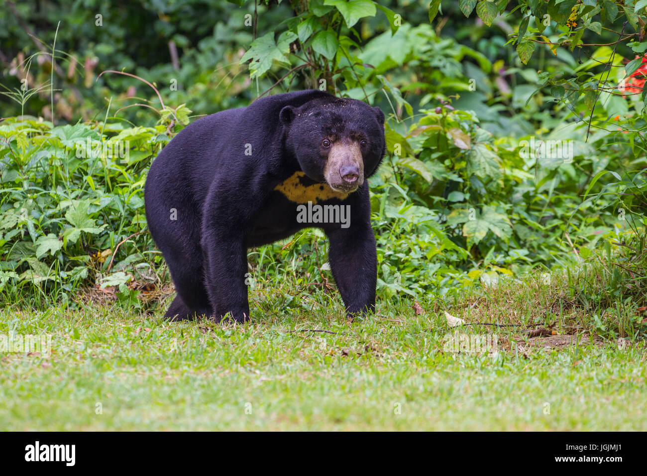 Malayan sun bear, Honey bear (Ursus malayanus) in real nature Stock Photo Alamy