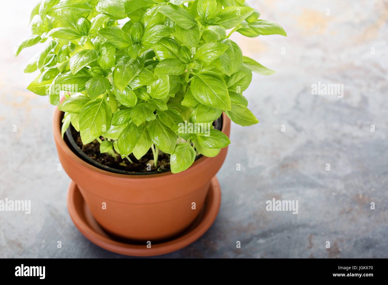 Fresh green basil in a pot Stock Photo Alamy