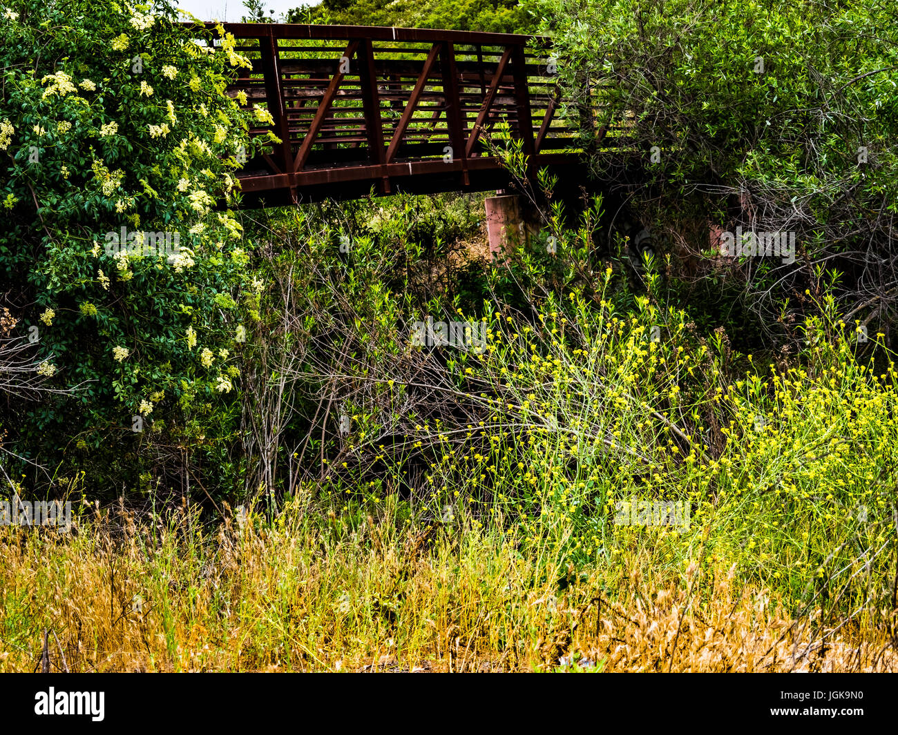 san dieguito river park green valley creek bridge wildflowers Stock Photo