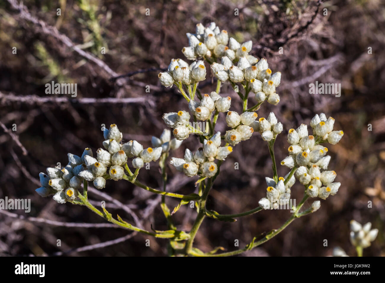 san dieguito river park wildflowers california everlasting Stock Photo