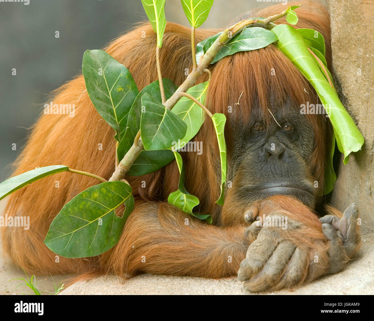 Orangutan at the Zoo Stock Photo