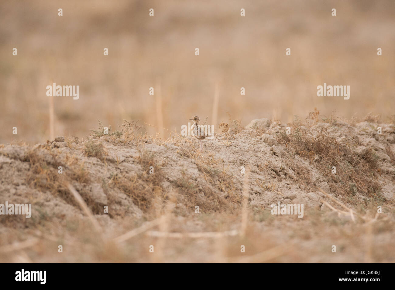 Indian courser chick goes over a bund Stock Photo