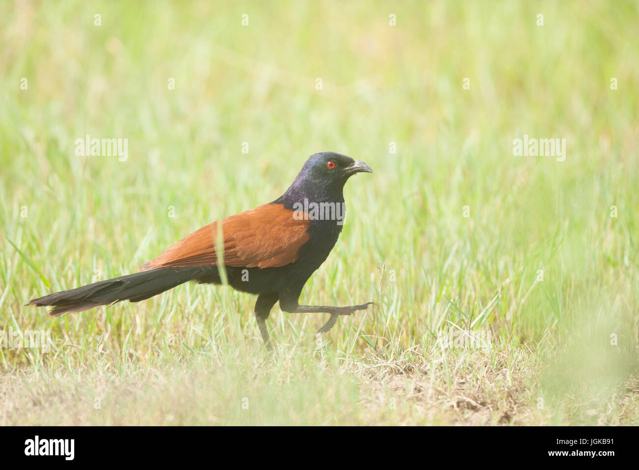 The greater coucal at Basai in Haryana Stock Photo