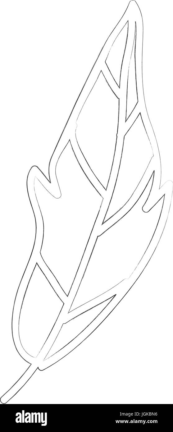 Boho style decorative feather vector illustration design Stock Vector