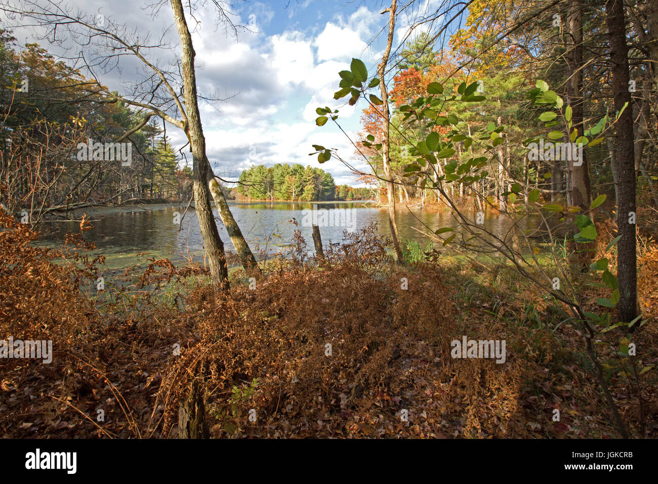 Autumn by the lake, sudbury, New England, USA Stock Photo
