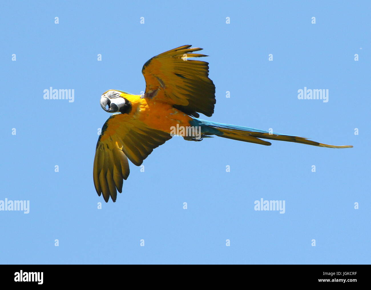 South American Blue and yellow Macaw (Ara ararauna) in close flight. Also known as Blue and gold Macaw. Stock Photo