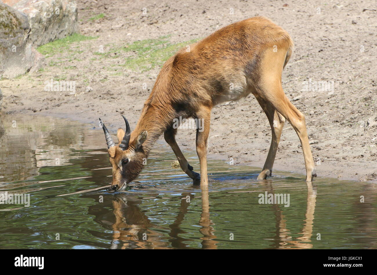 Young male Nile Lechwe or Mrs Gray's lechwe antelope (Kobus megaceros) at a watering hole. Endangered species found in South Sudan and Ethiopia. Stock Photo