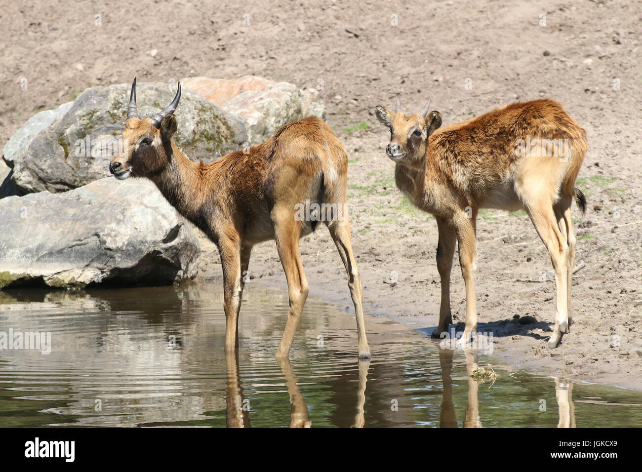 Young male and female Nile Lechwe or Mrs Gray's lechwe antelope (Kobus megaceros) at a watering hole. Endangered species found in Sudan and Ethiopia. Stock Photo