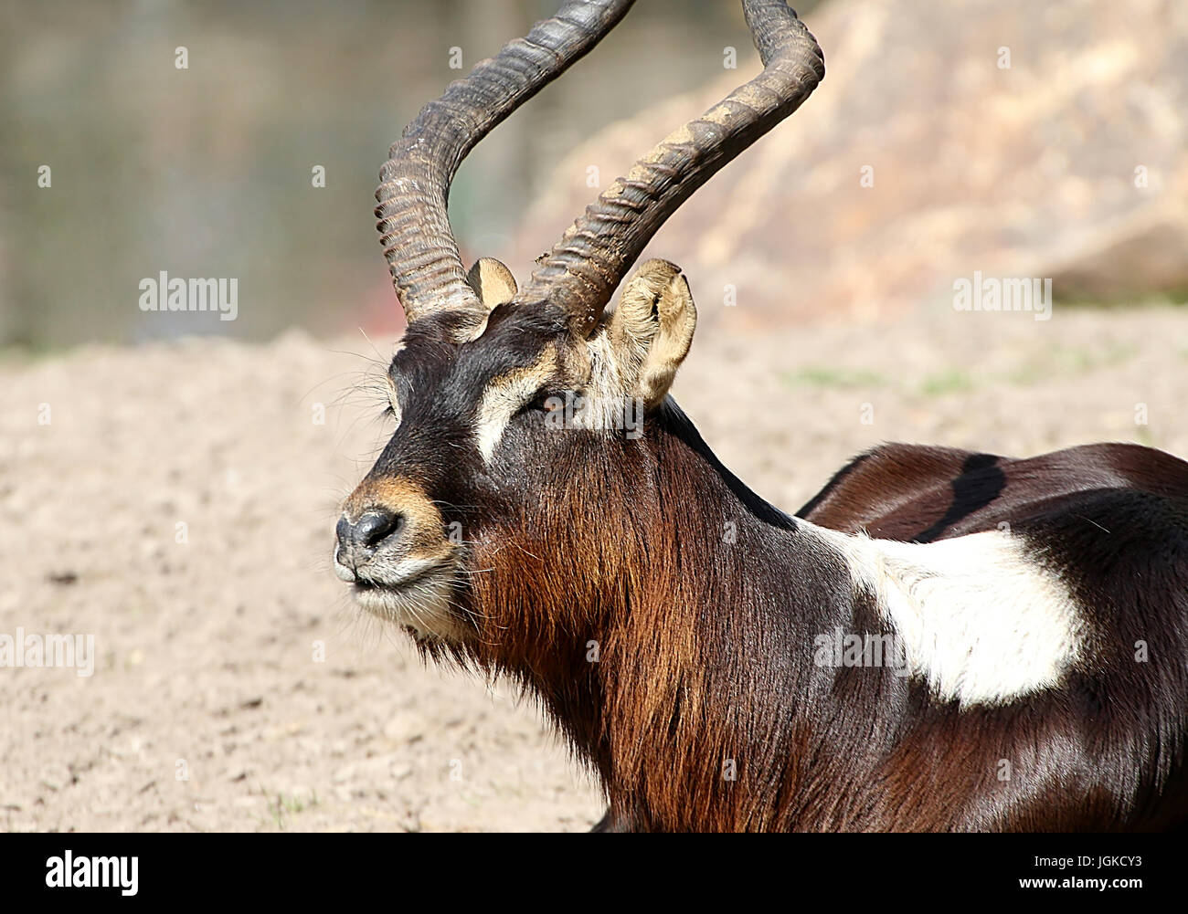 Mature male Nile Lechwe or Mrs Gray's lechwe antelope (Kobus megaceros), endangered species found in South Sudan and Ethiopia. Stock Photo