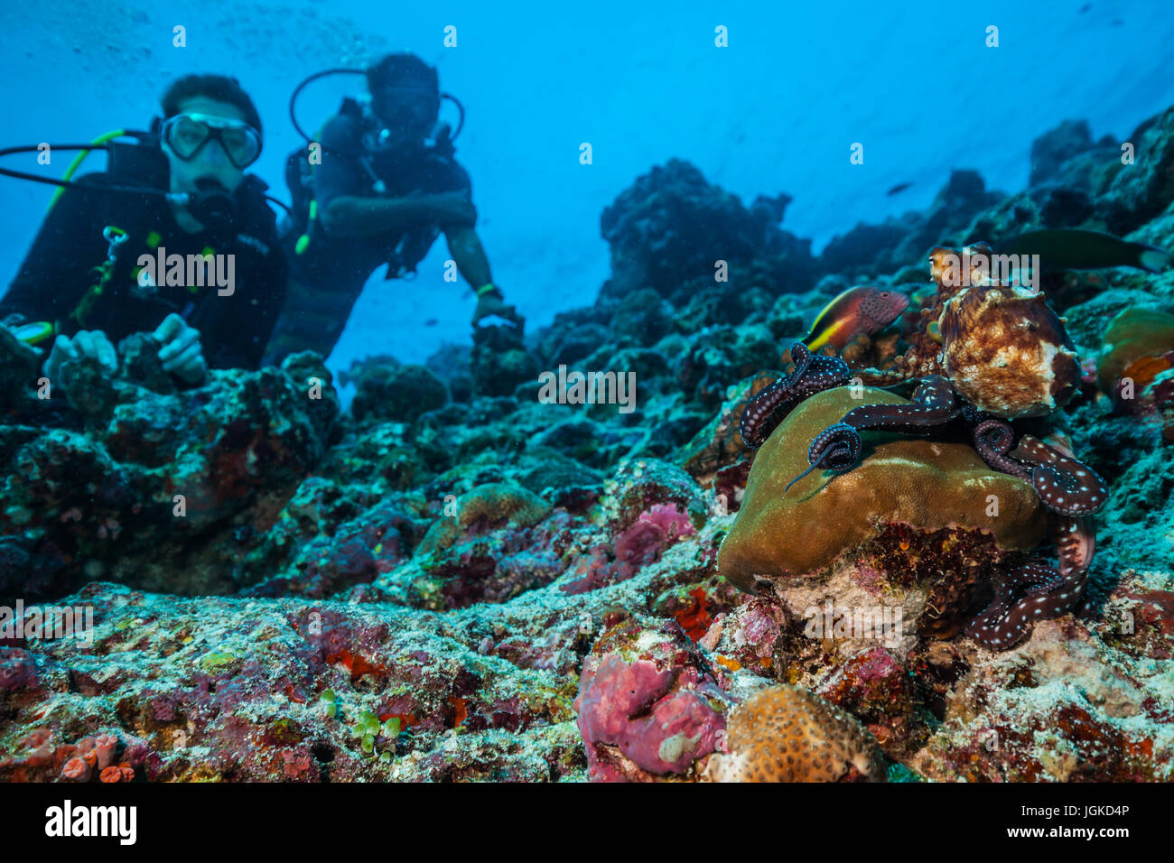 Two scuba divers exploring coral reef with octopus, Maldives atolls, Indian Ocean. Stock Photo