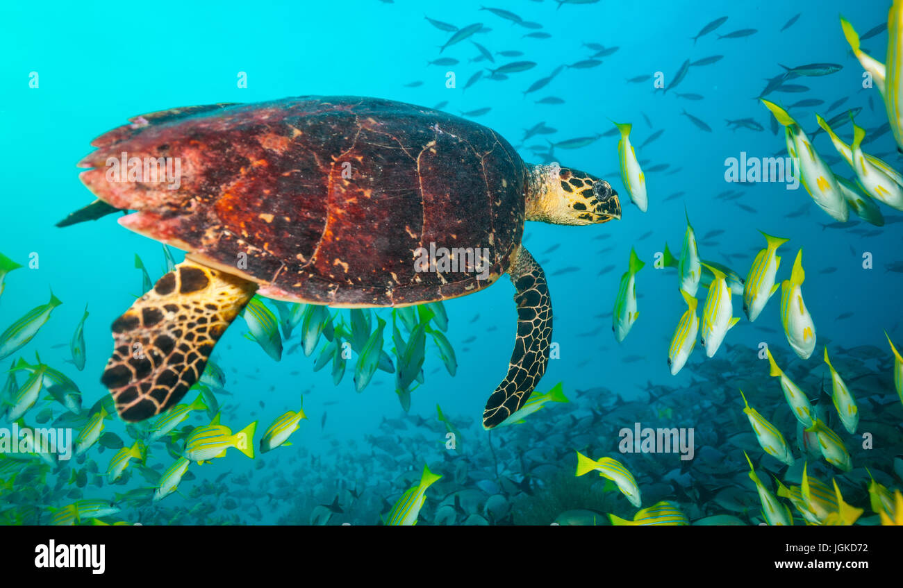 Maldivian hawkbill turtle floating in flock of yellow fish. Underwater life and ocean ecosystem Stock Photo