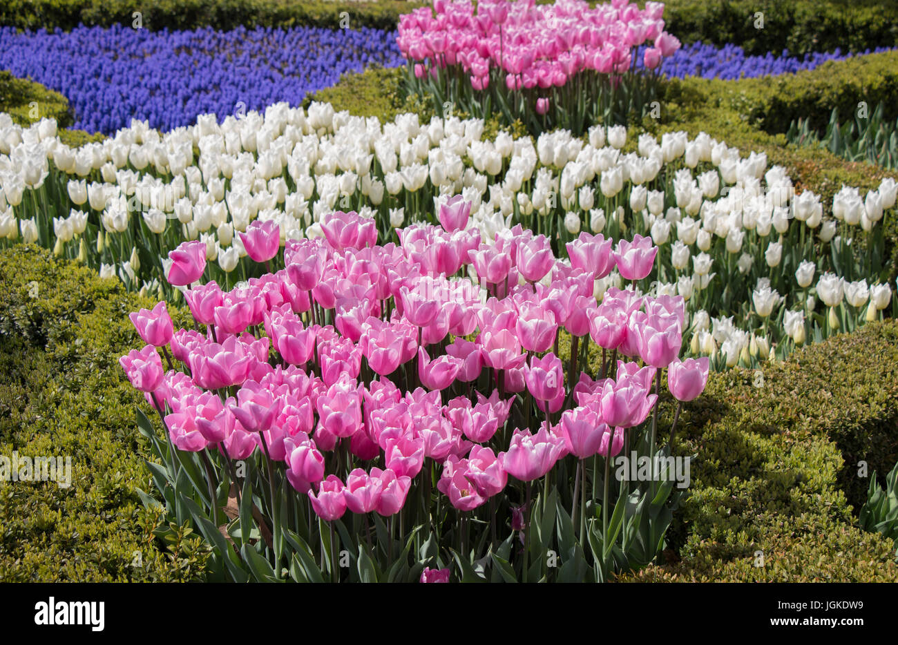 Colorful tulip flowers bloom in the garden Stock Photo - Alamy