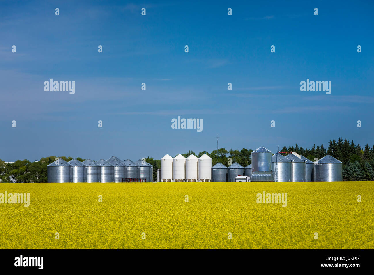Farm grain bins in a yellow canola field near MIami, Manitoba, Canada