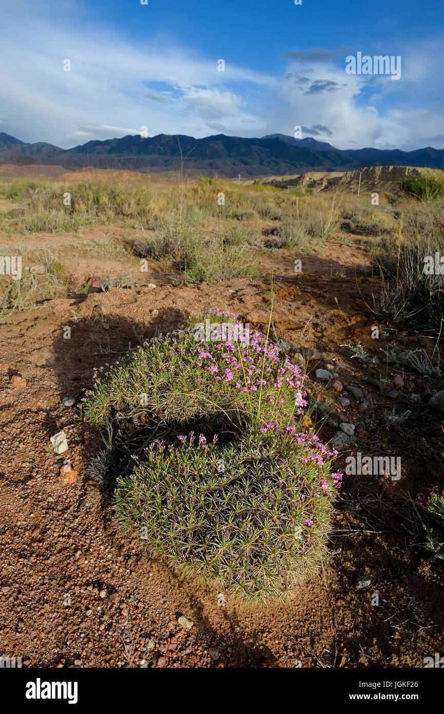 Prickly thrift in natural environment. Stock Photo