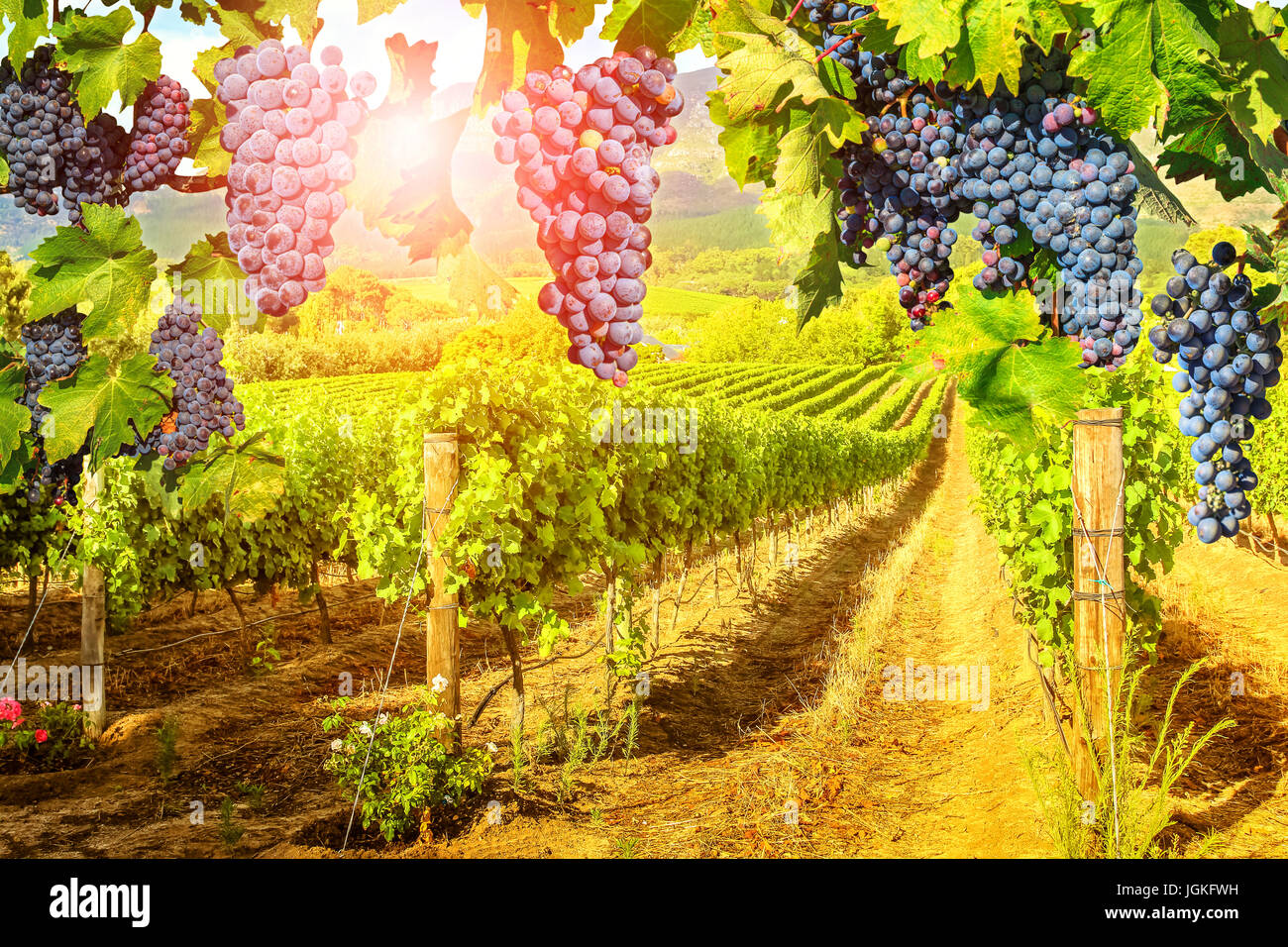 Red Grapes Wine Farm Viticulture Hi res Stock Photography And Images red-grapes-wine-farm-viticulture-hi-res-stock-photography-and-images