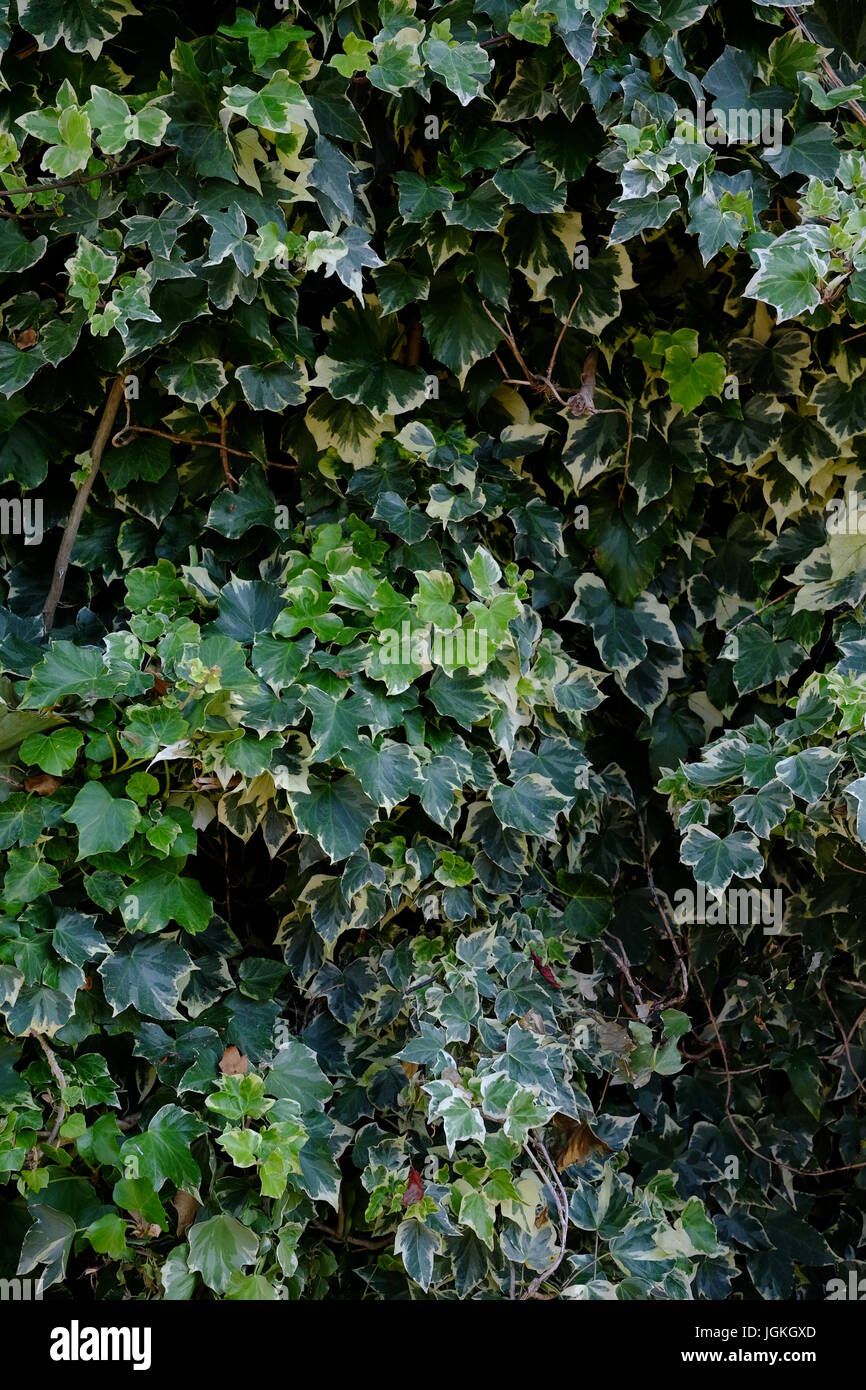 Green ivy background Stock Photo - Alamy