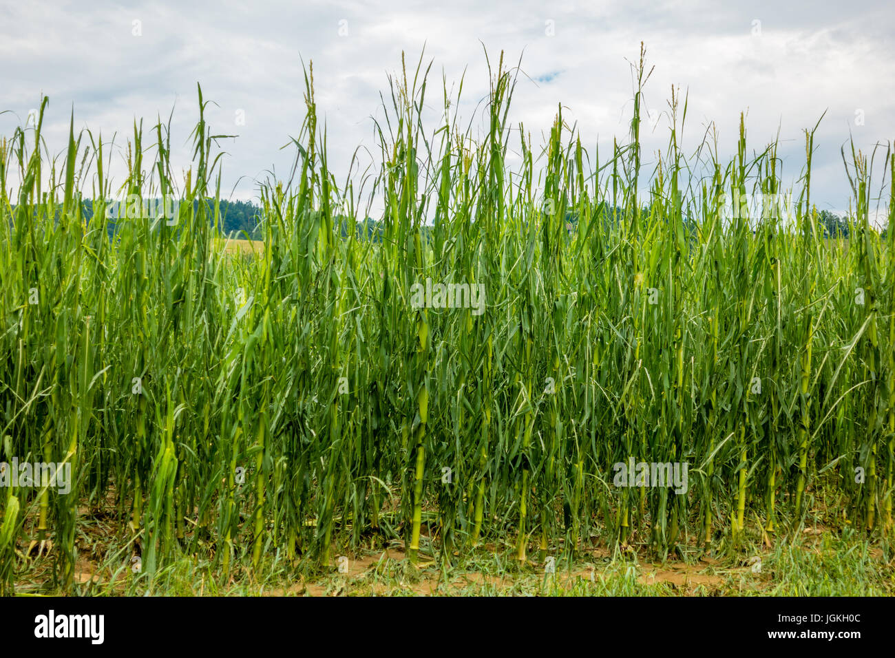 Corn field severly damaged in heavy storm with hail, crops ruined, corn leaves shredded by hail and lying on ground Stock Photo