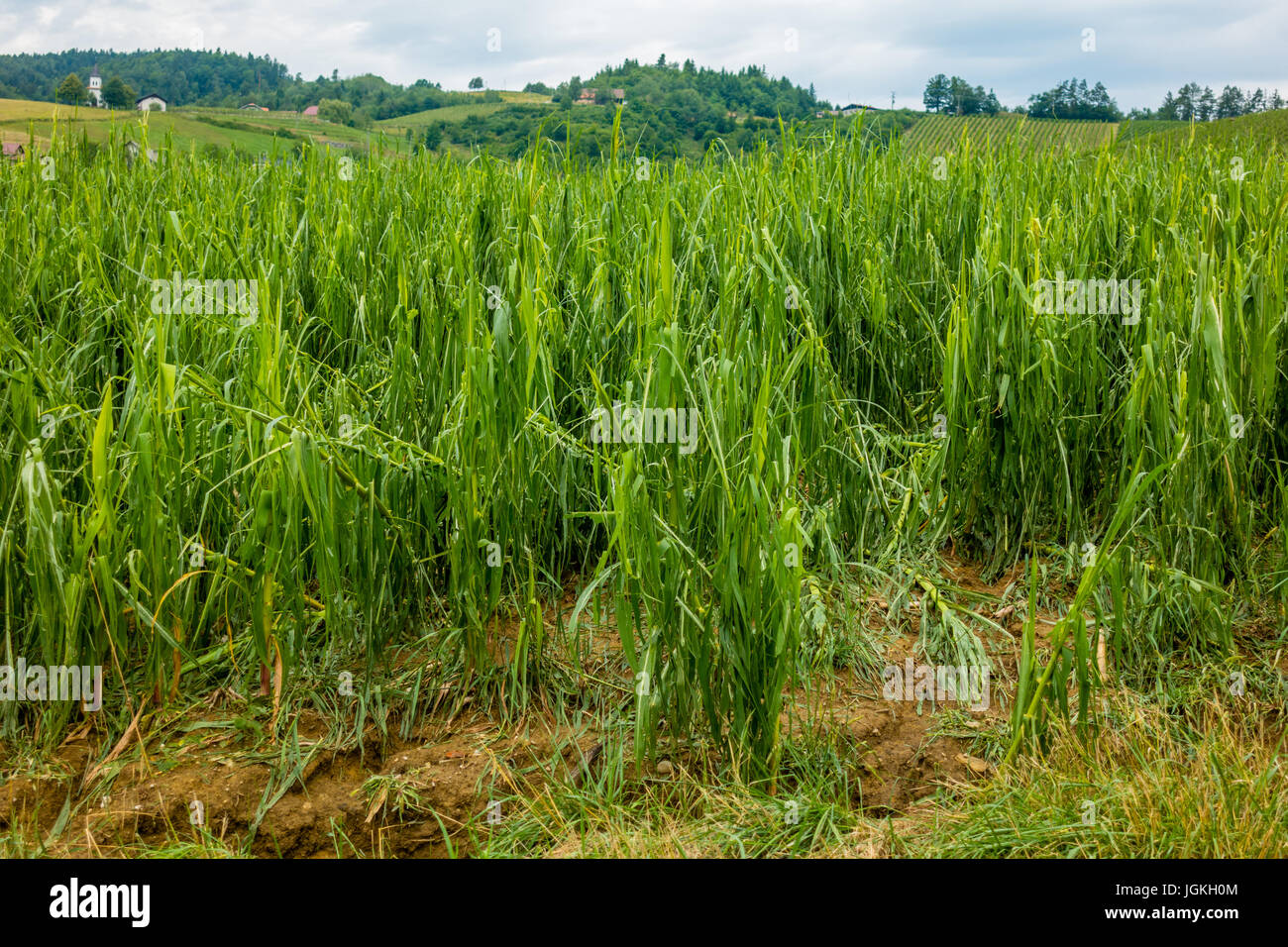 Corn field severly damaged in heavy storm with hail, crops ruined, corn leaves shredded by hail and lying on ground Stock Photo