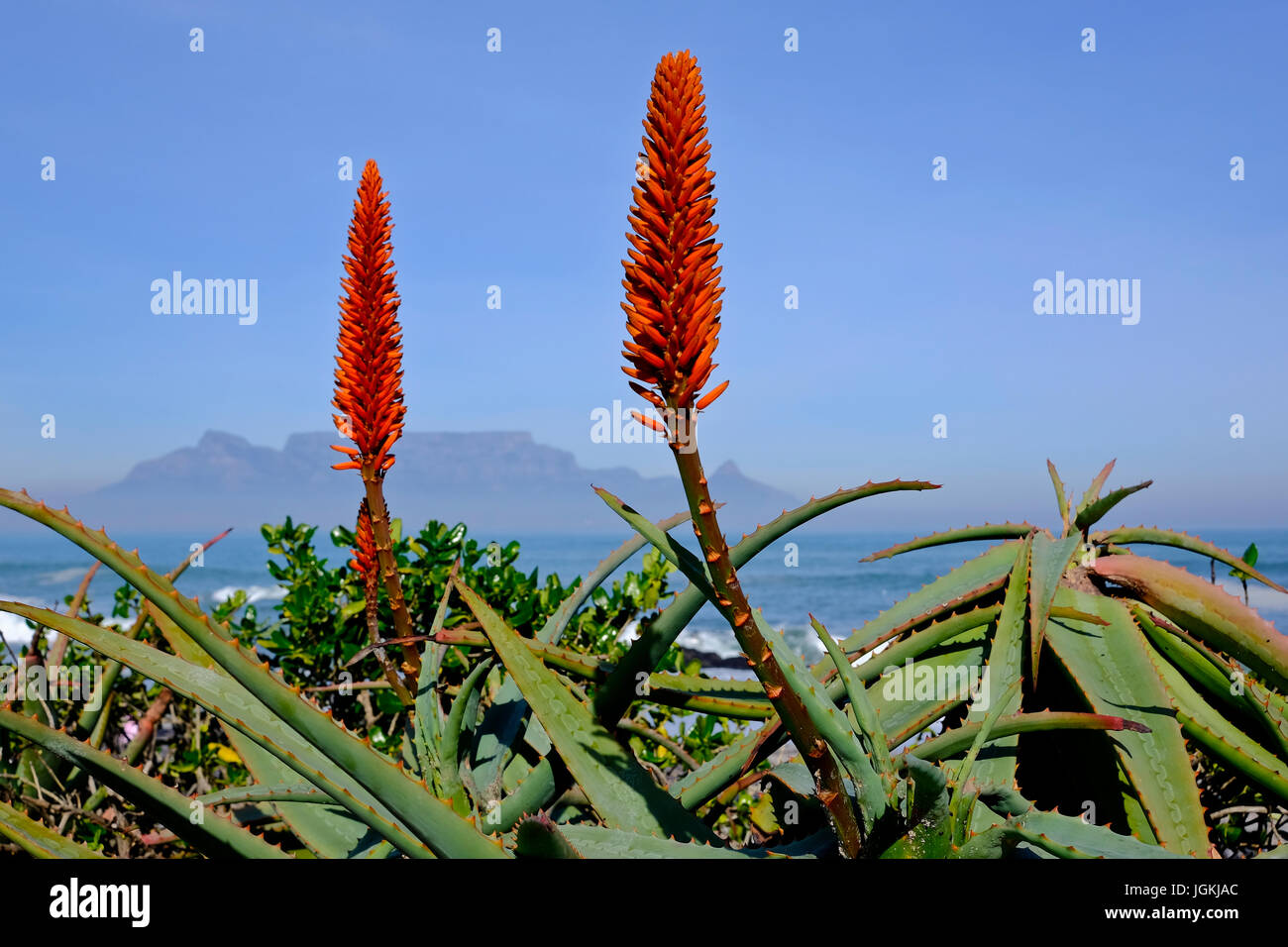 Cape Town,South Africa. Aloes (Aloe arborescens) flowering on the seashore with Table Mountain in the background. Stock Photo