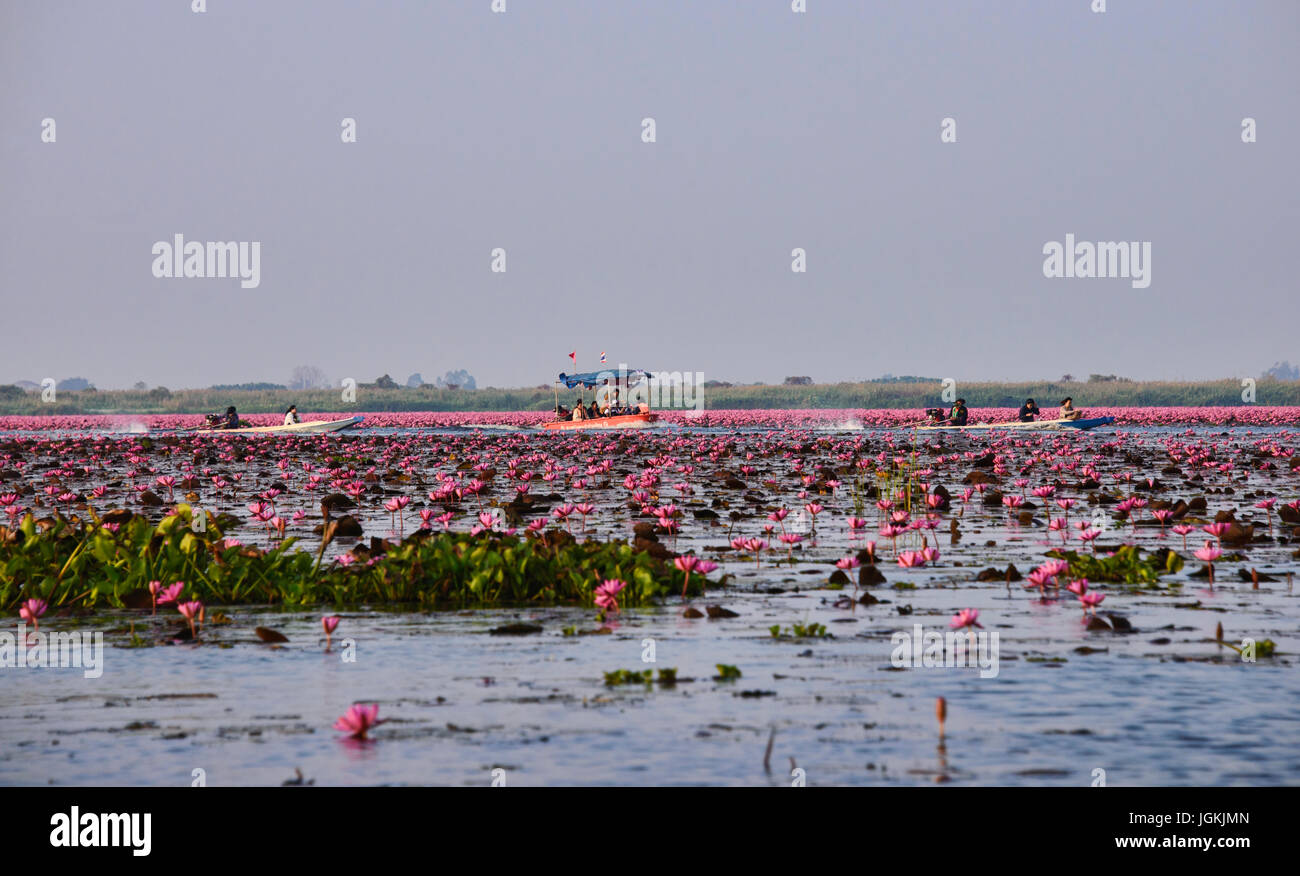 A sea of pink lotus flowers on Talay Bua Daeng, the lotus lake outside of Udon Thani, Thailand Stock Photo