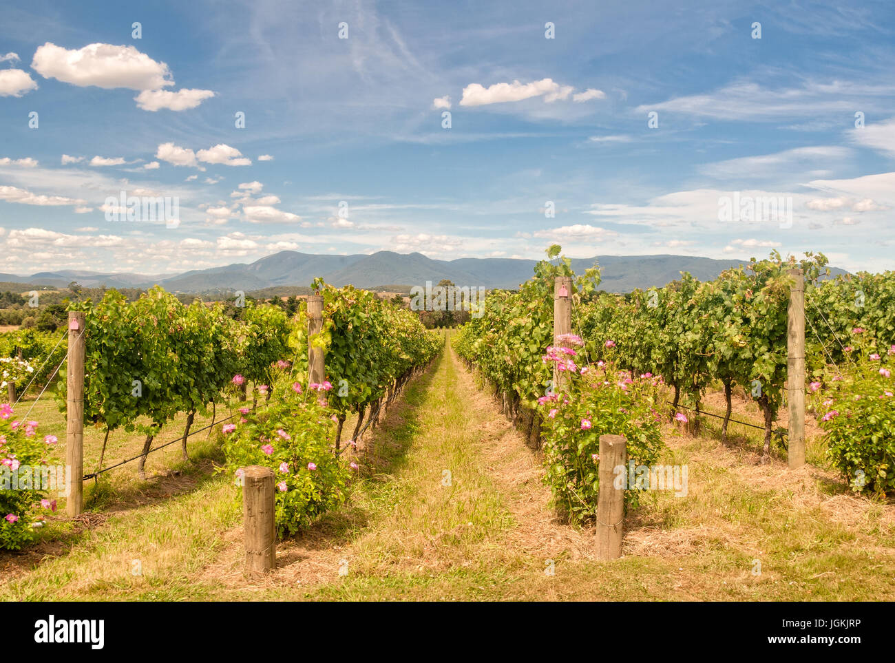 Rows of vines in a Yarra Valley vineyard - Yarra Glen, Victoria, Australia Stock Photo