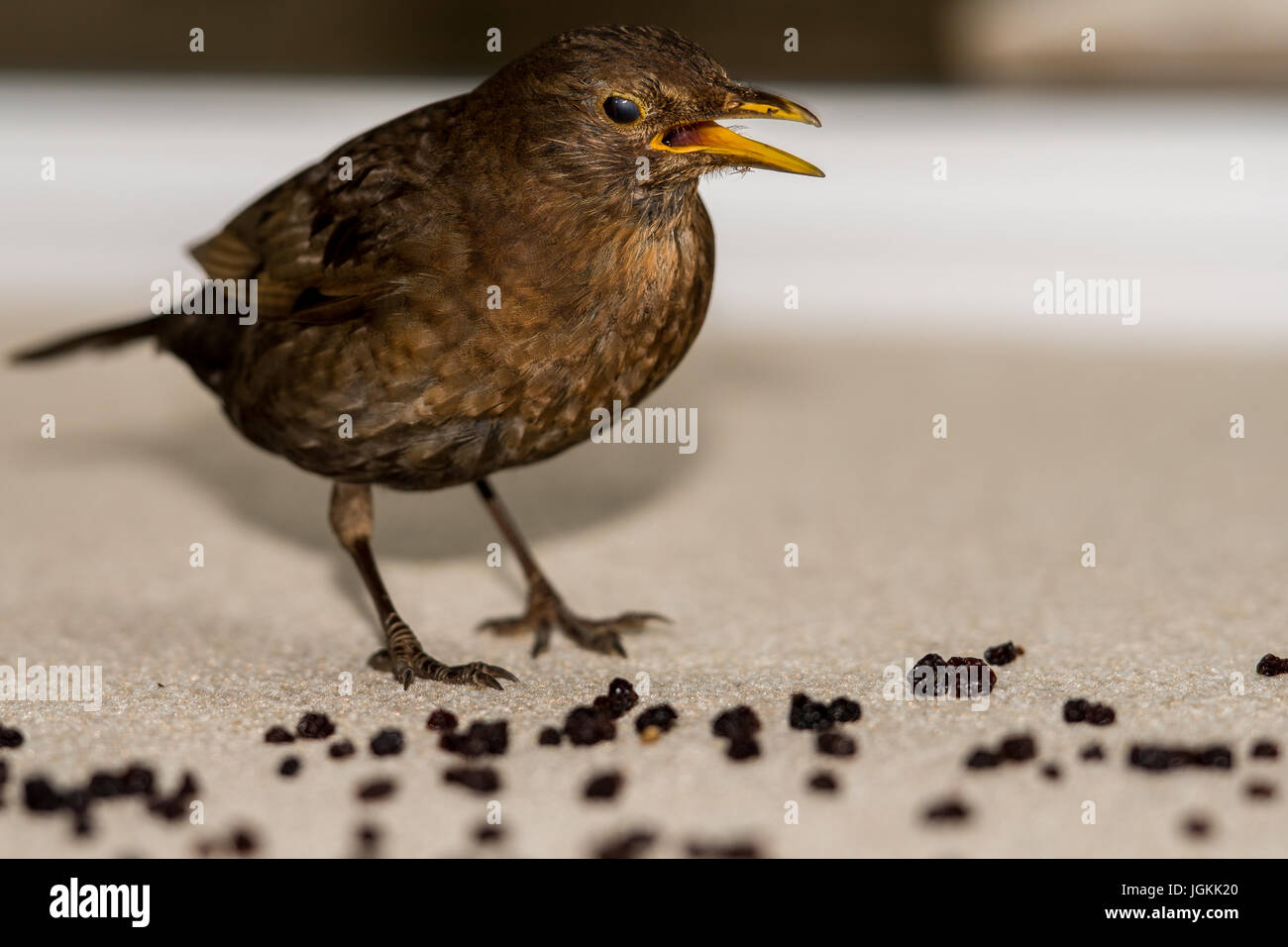Blackbird collecting food Stock Photo Alamy