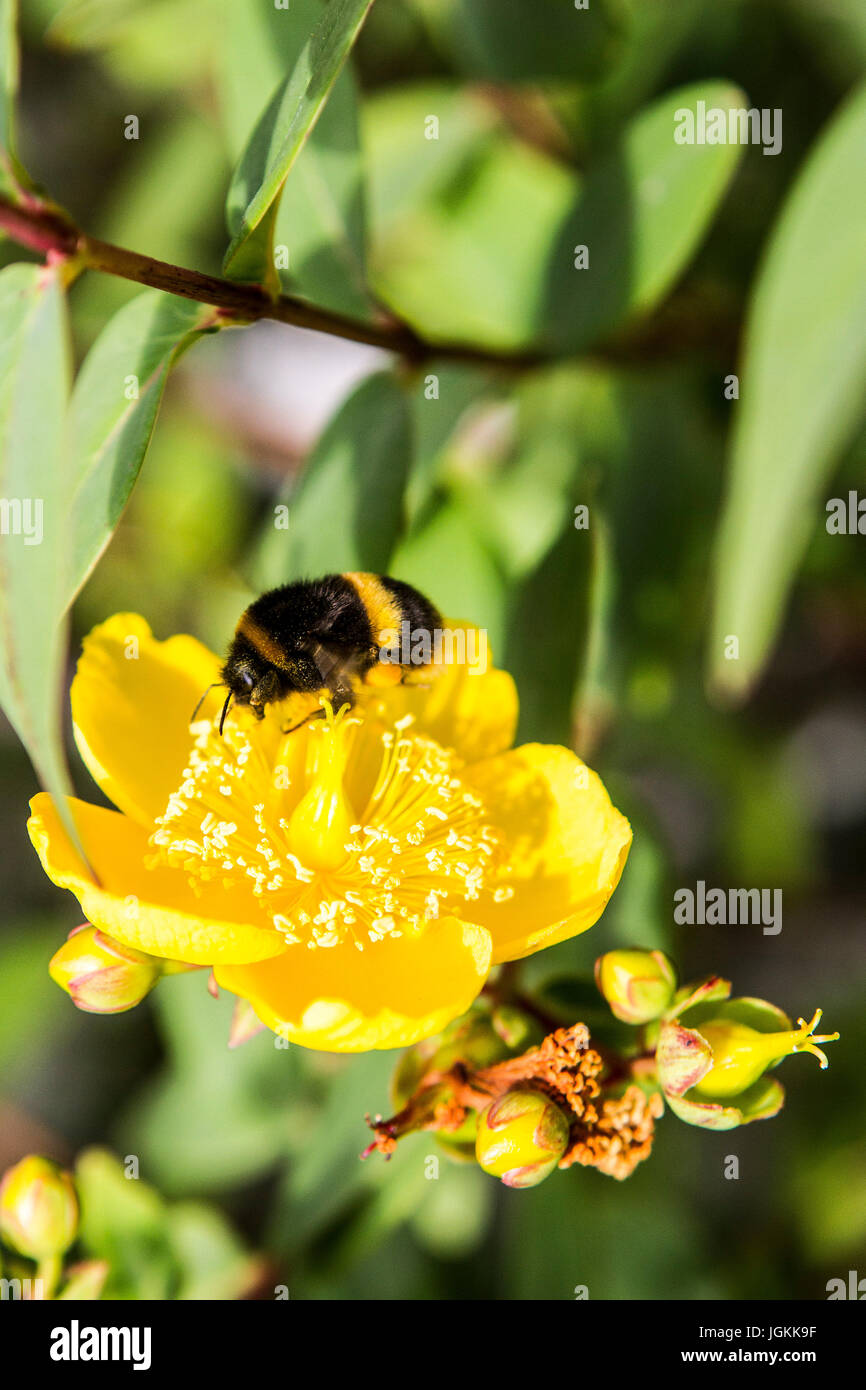 Bumble Bees collecting pollen from Rose of Sharon Stock Photo