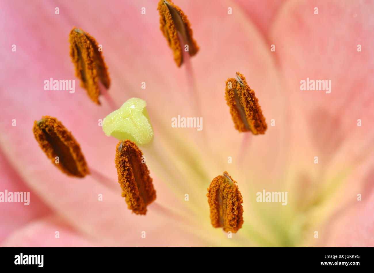 Close Up Of Stamen And Pistil Of Lily Flower Stock Photo Alamy