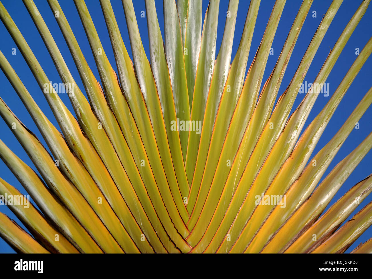 Palm tree leaf detail, The Gambia, West Africa Stock Photo
