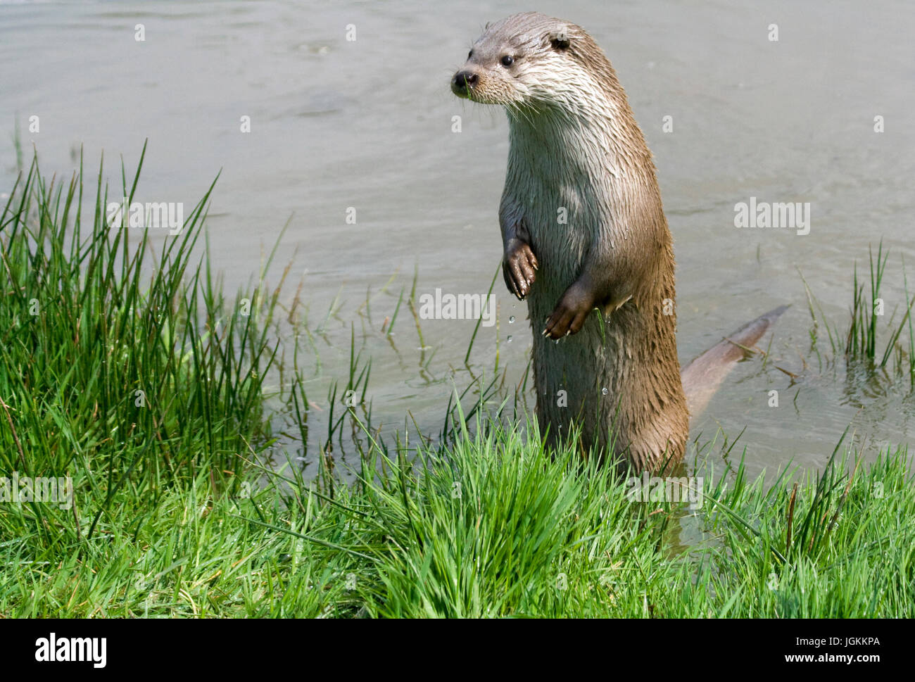 Otter standing upright in water looking over bank with diagonally split grassy bank and water in landscape format. Room for copy or text. Stock Photo
