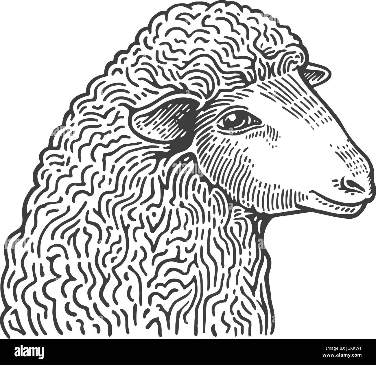Head of sheep hand drawn in style of medieval engraving. Domestic farm animal isolated on white background. Vector illustration in monochrome colors for restaurant menu, butcher shop, website, logo. Stock Vector