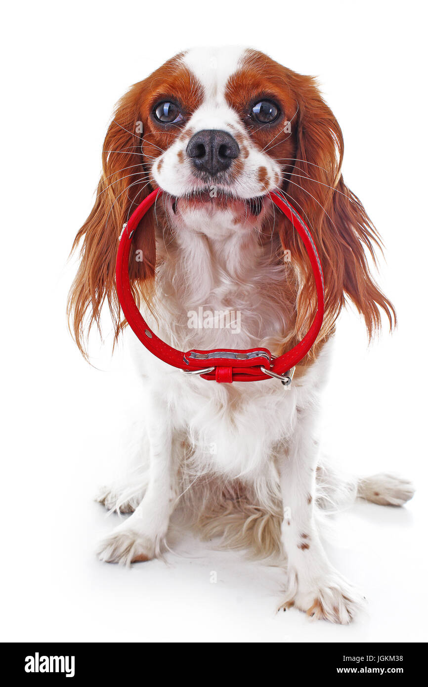 cavalier king charles spaniel neck size